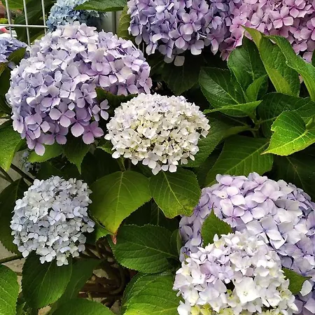 Aboucina Διαμέρισμα Ποντεβέντρα