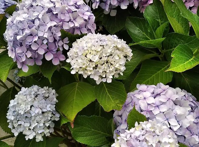 Aboucina Daire Pontevedra